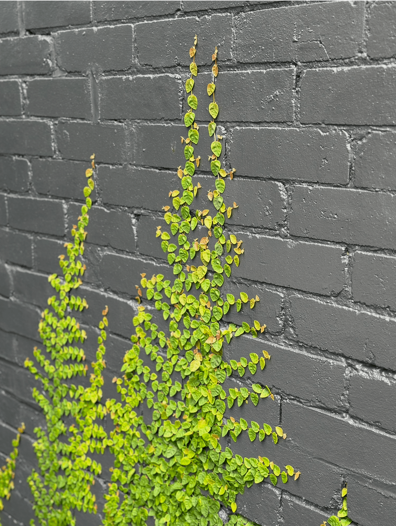 Ongoing Maintenance - Ferguson's Landscapes